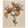 Discount 🤩 Lilies Rubber Stamp 😍 -Tim Holtz shop 350Wx350H 2133197 0422